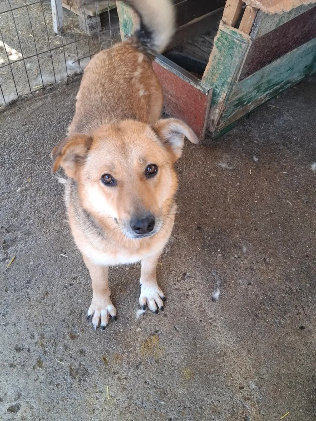 Juna *ca. 03/2023,  3yo Mixed Breed for adoption at Strays United e.V.