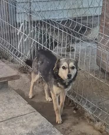Benia * ca. 2020,  6yo Mixed Breed for adoption at Strays United e.V.