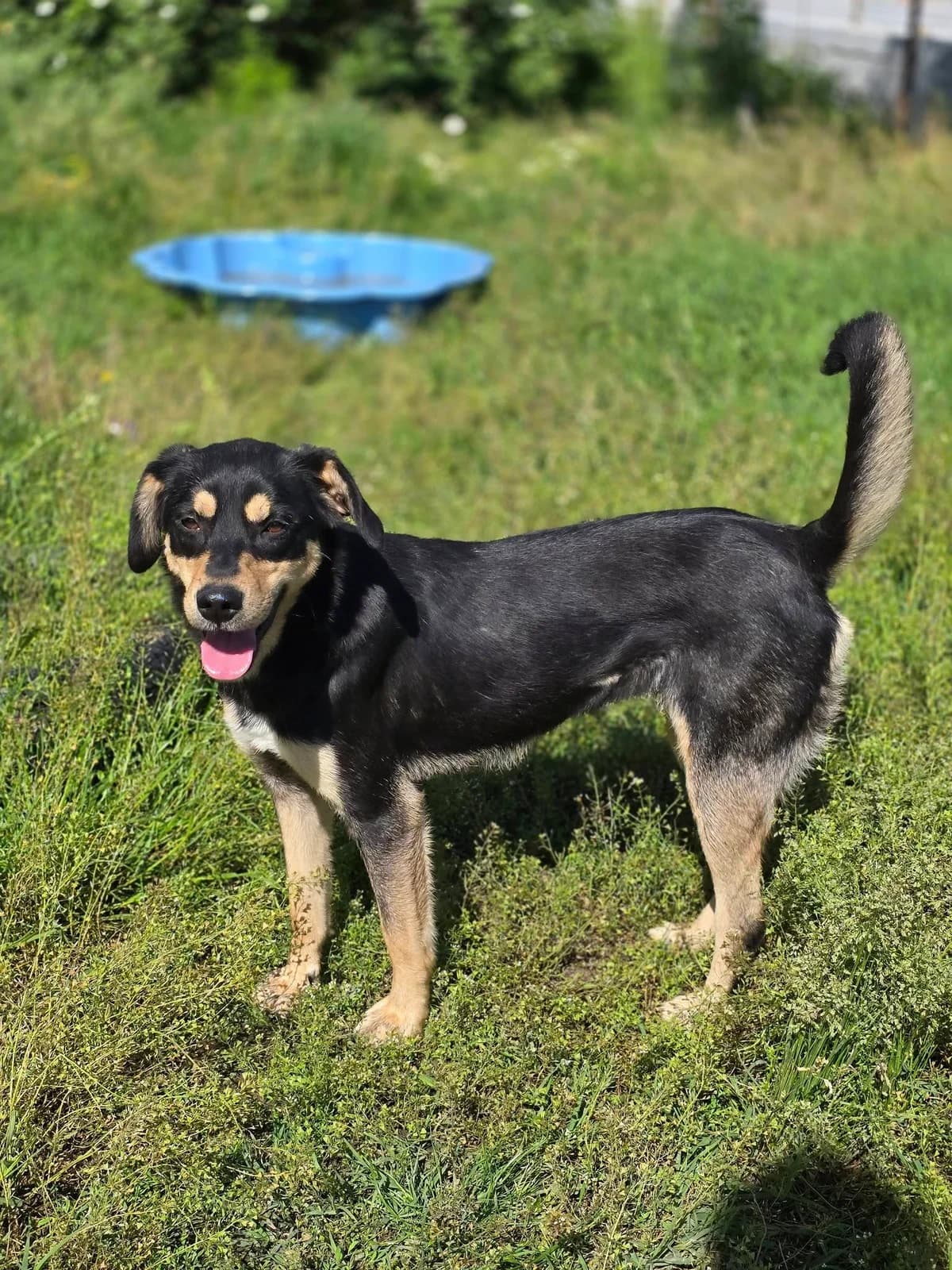 Abby *ca. 09/2023,  3yo Mixed Breed for adoption at Strays United e.V.
