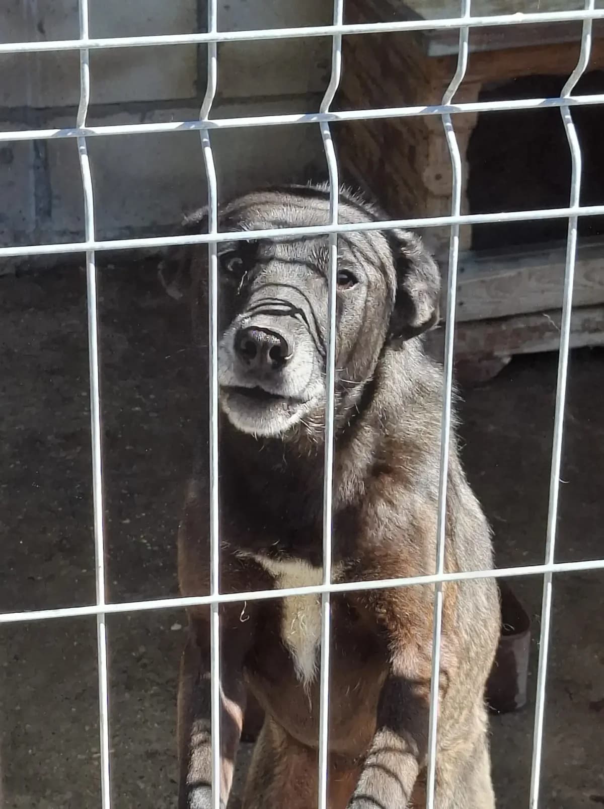 Trixi *ca. 10/2023,  3yo Mixed Breed for adoption at Strays United e.V.