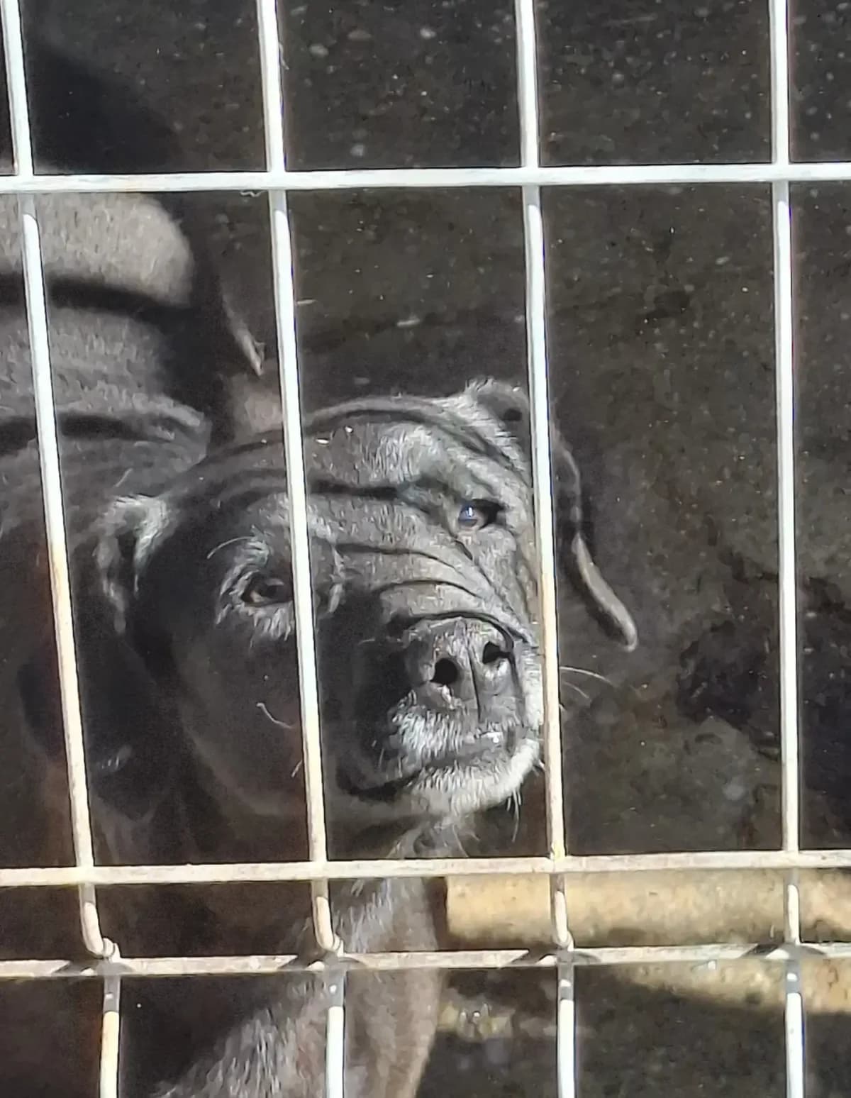 Chanel *ca. 10/2023,  3yo Mixed Breed for adoption at Strays United e.V.