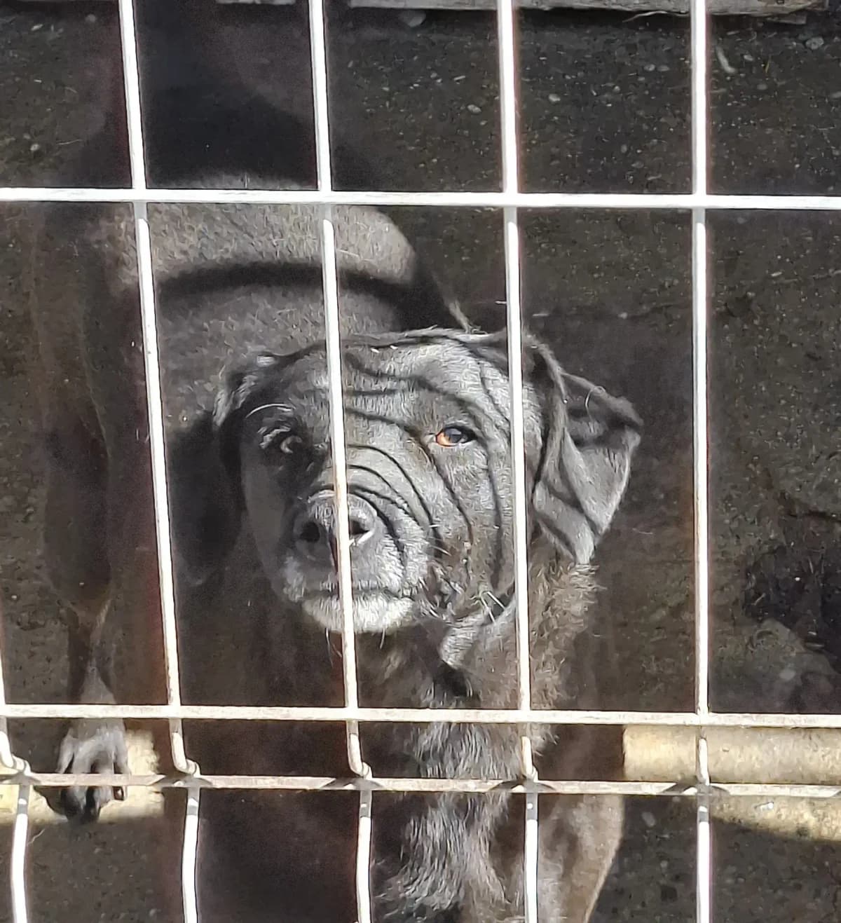 Flocke *ca. 10/2023,  3yo Mixed Breed for adoption at Strays United e.V.