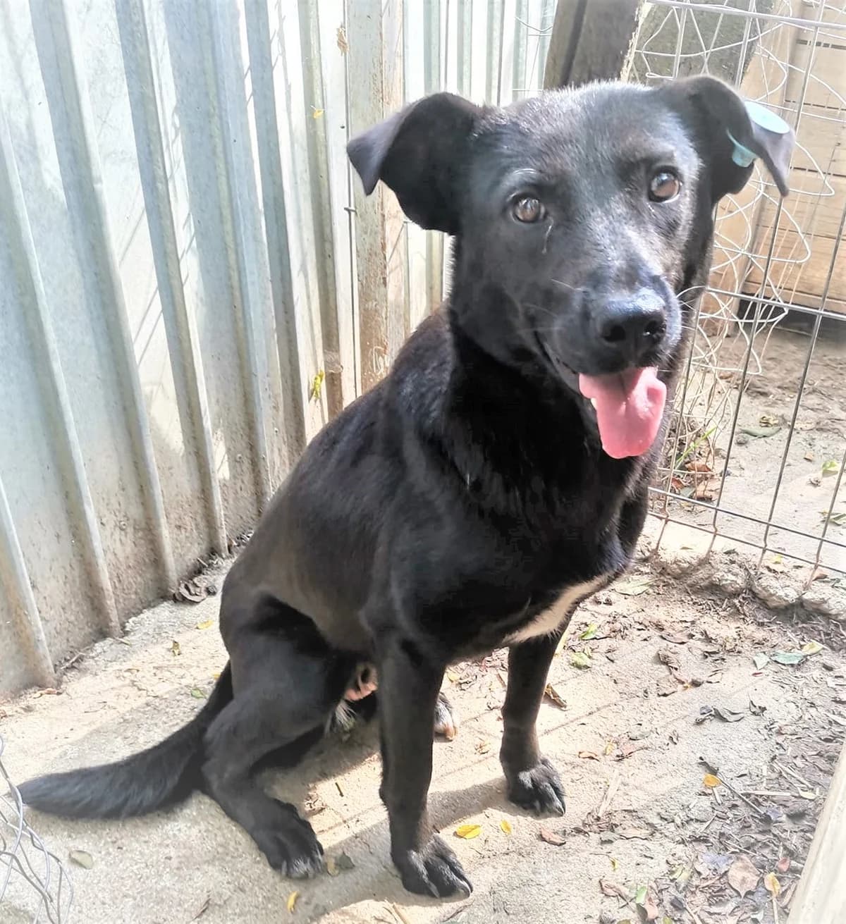 Shenja *ca. 2019,  7yo Mixed Breed for adoption at Strays United e.V.