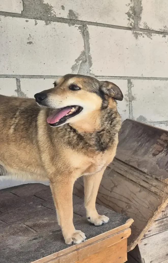 Gaia *2015,  senior Mixed Breed for adoption at Strays United e.V.