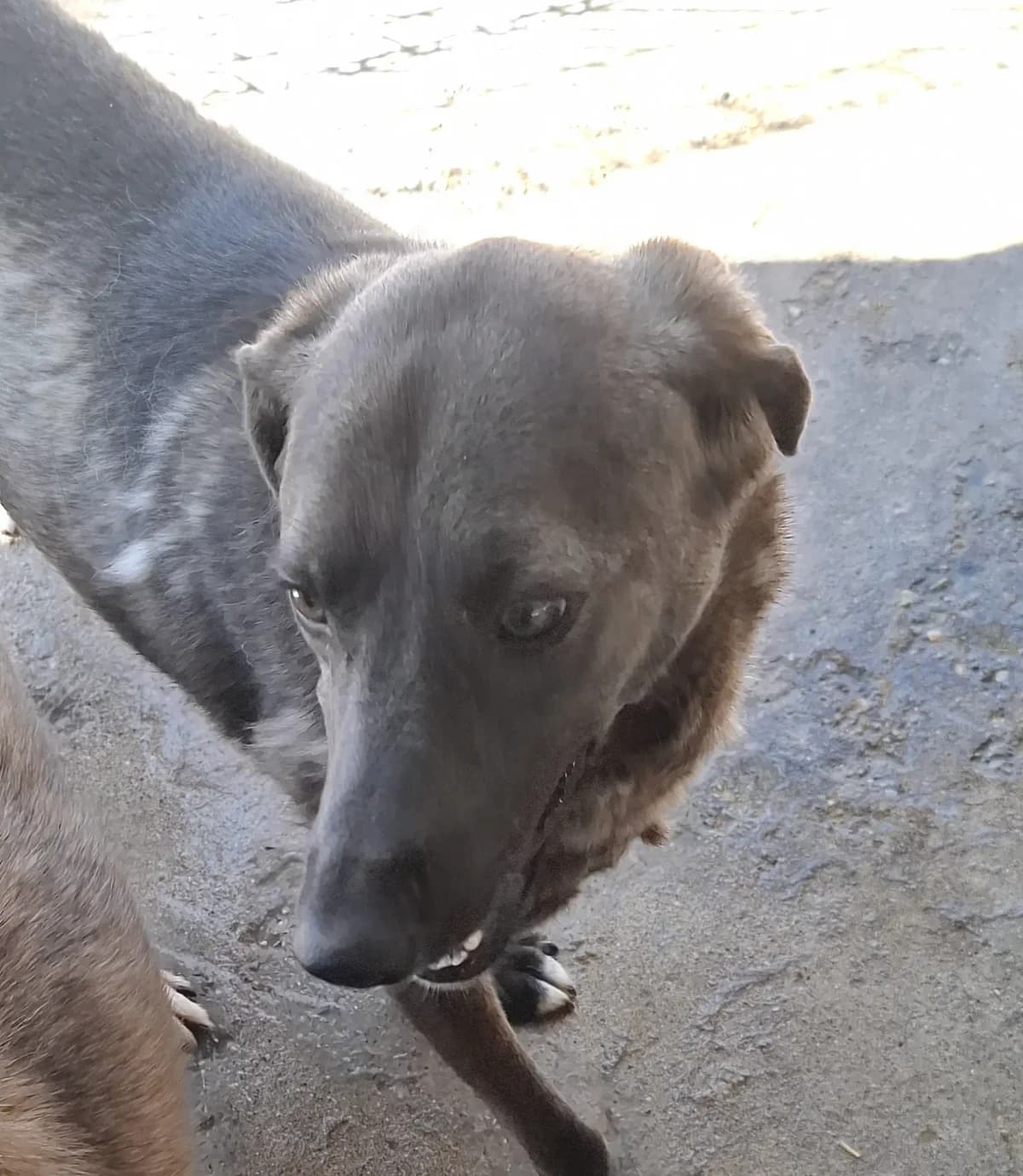 Kira *ca. 5/2023,  3yo Mixed Breed for adoption at Strays United e.V.