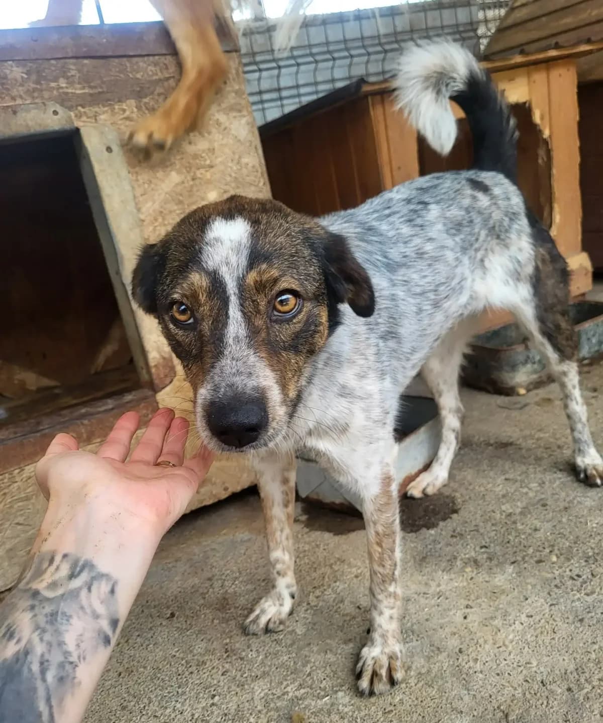 Chrissi *ca. 05/2024,  young Mixed Breed for adoption at Strays United e.V.
