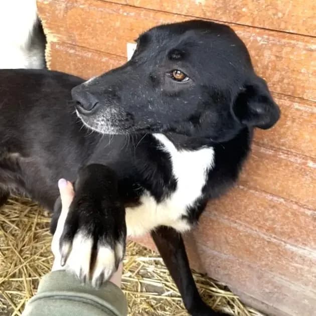Printzesà *ca. 11/20204,  6yo Mixed Breed for adoption at Strays United e.V.