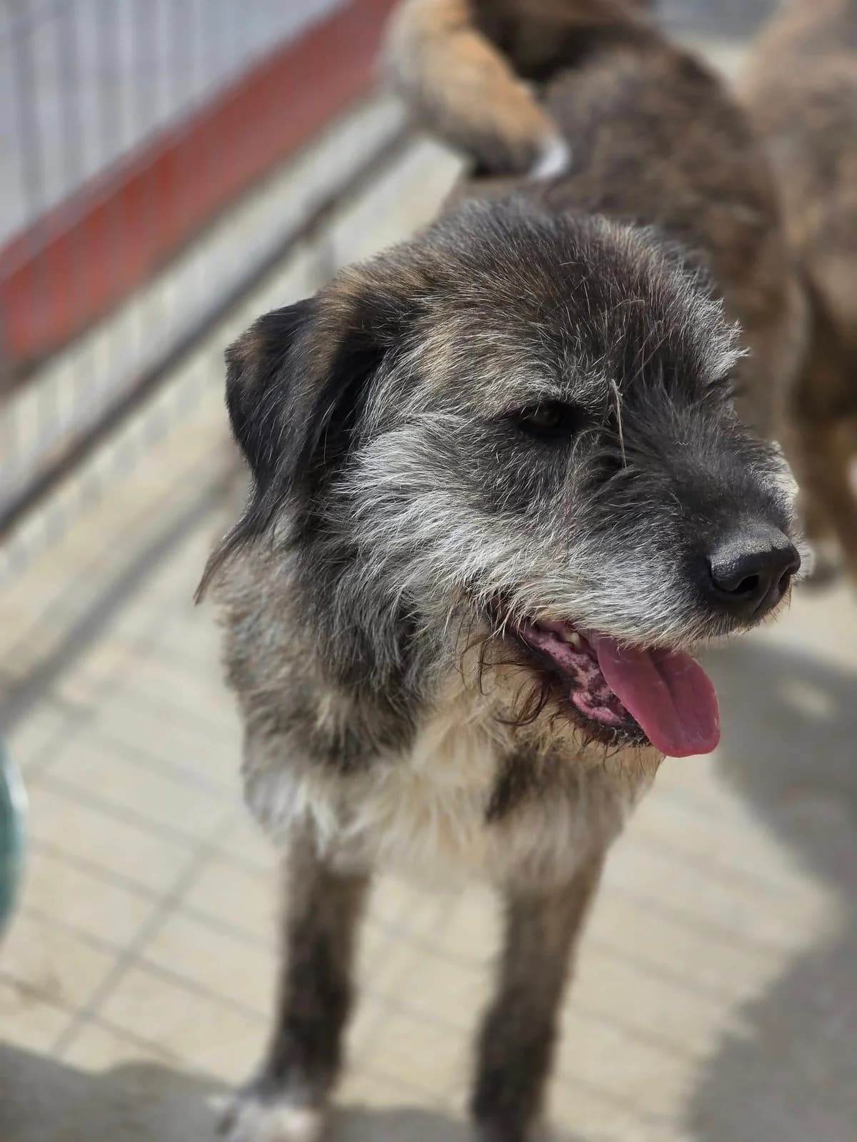 Max *ca. 2021,  5yo Mixed Breed for adoption at Strays United e.V.