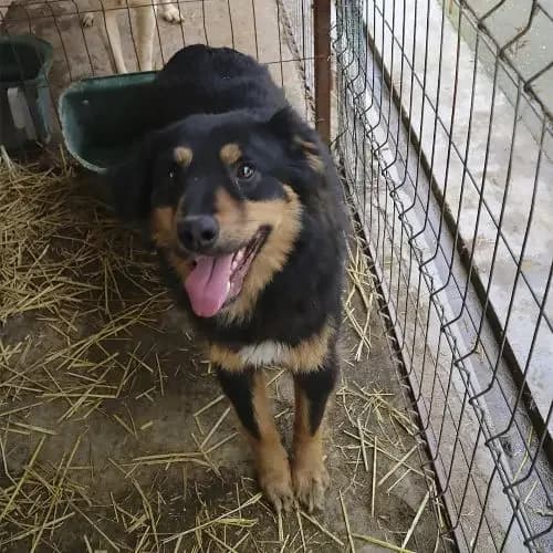 Kowie * ca. 11/2024, young Mixed Breed for adoption at Strays United e.V.