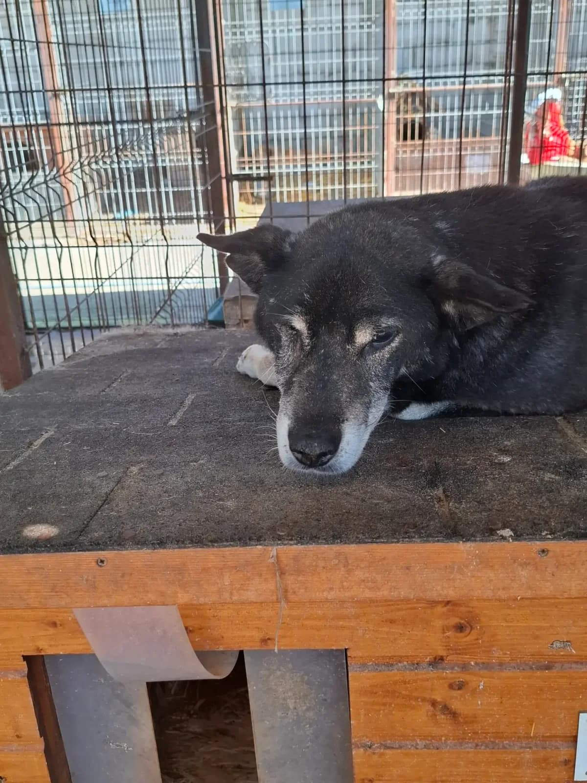 Jo * ca. 2010,  senior Mixed Breed for adoption at Strays United e.V.