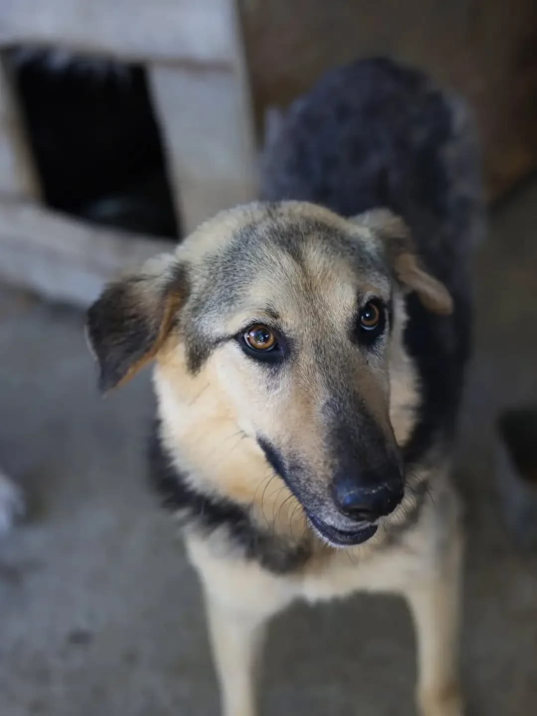 Snoopy *ca. 12.2023, 3yo Mixed Breed for adoption at Strays United e.V.