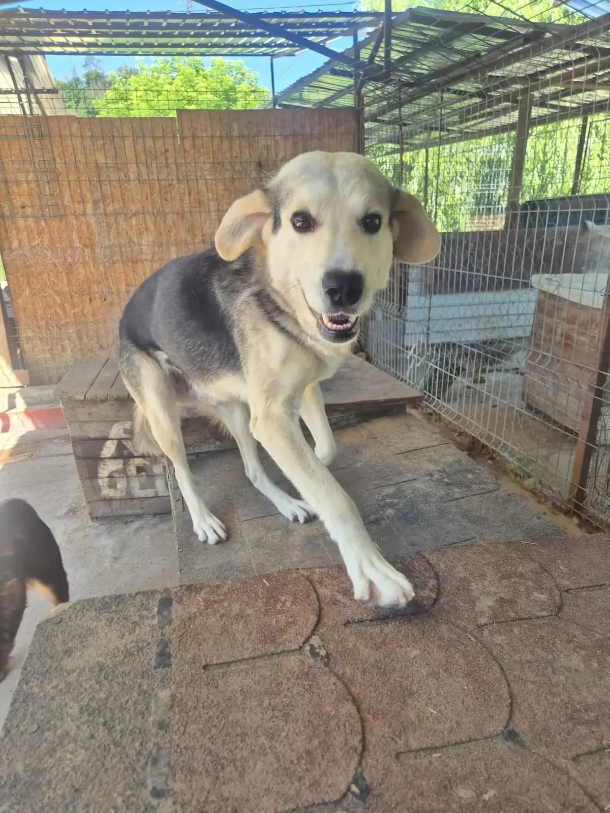 Connor *ca. 2020/2021,  5yo Mixed Breed for adoption at Strays United e.V.