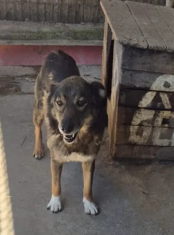 Jinx *ca. 2020/2021,  5yo Mixed Breed for adoption at Strays United e.V.