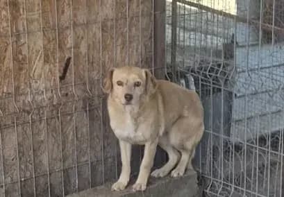 Tamy *ca. 2020/2021,  5yo Mixed Breed for adoption at Strays United e.V.