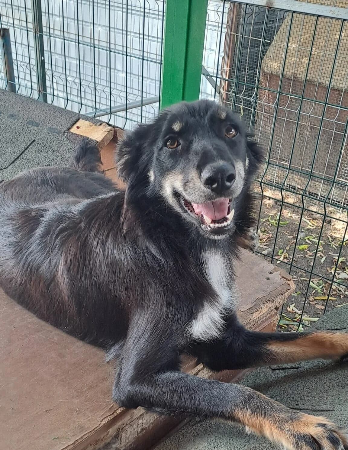 Josefine *ca. 09.2024, schwarz young Mixed Breed for adoption at Strays United e.V.