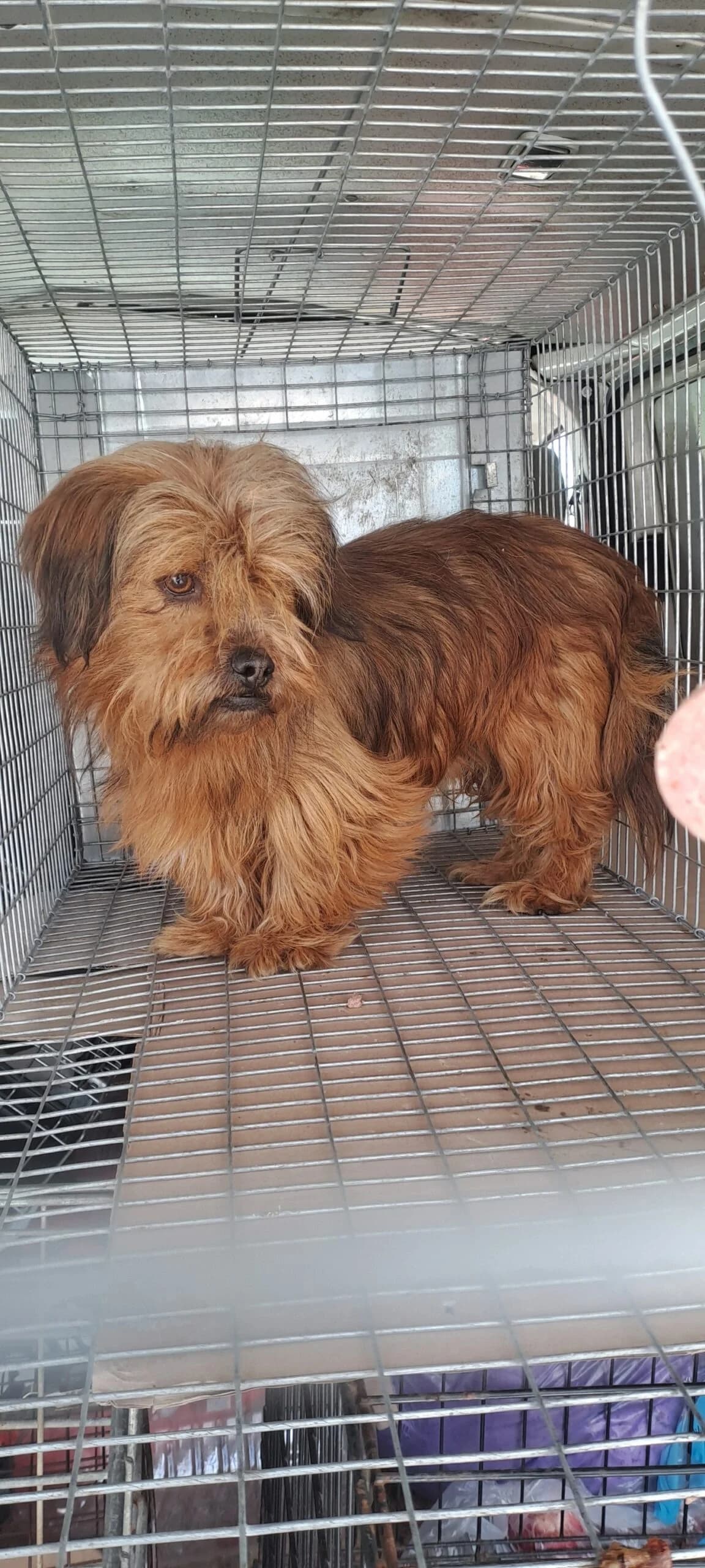 Big *ca. 09/2024, young Mixed Breed for adoption at Strays United e.V.