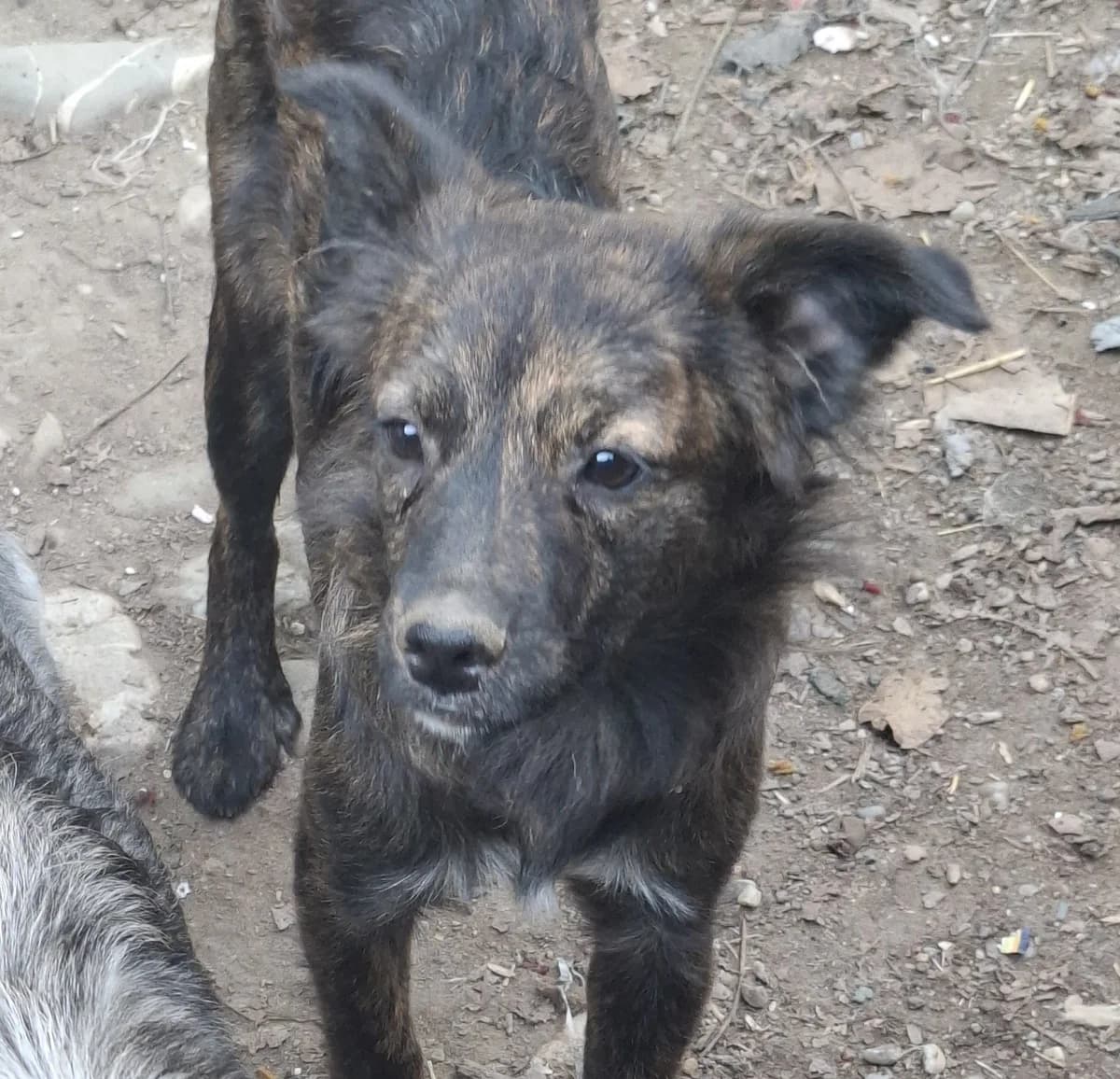 Sandy *ca. 03/2025, young Mixed Breed for adoption at Strays United e.V.