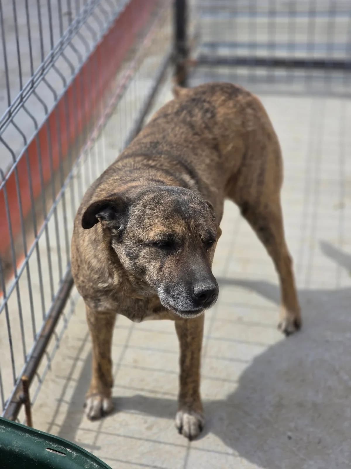 Lola *ca. 2017,  senior Mixed Breed for adoption at Strays United e.V.