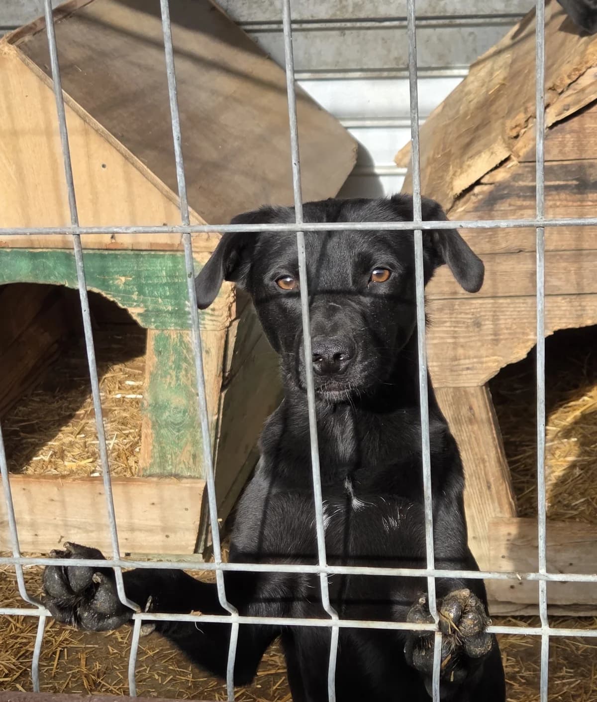 Jule *ca. 01/2025, schwarz young Mixed Breed for adoption at Strays United e.V.