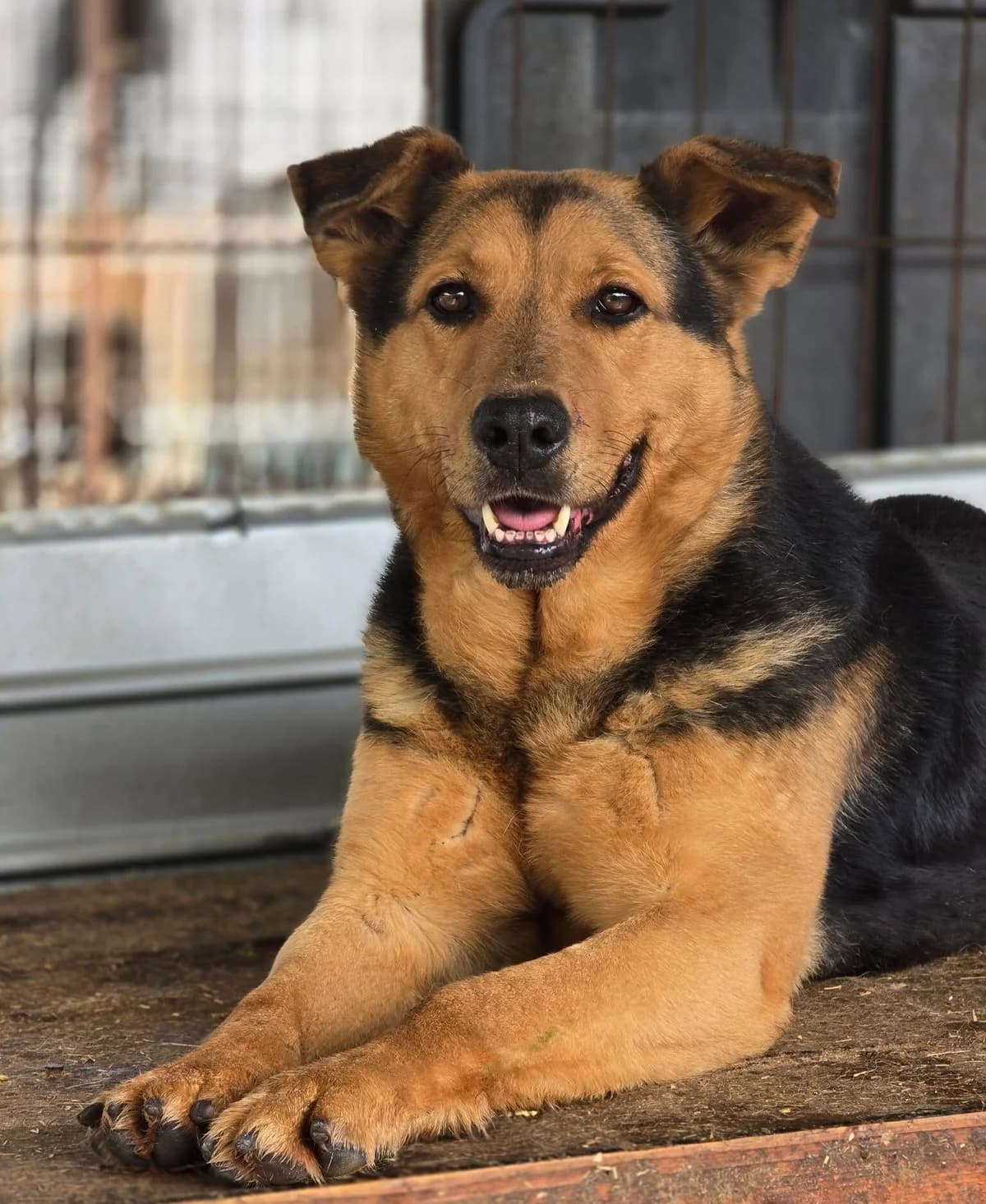 Samira *2019,  7yo Mixed Breed for adoption at Strays United e.V.