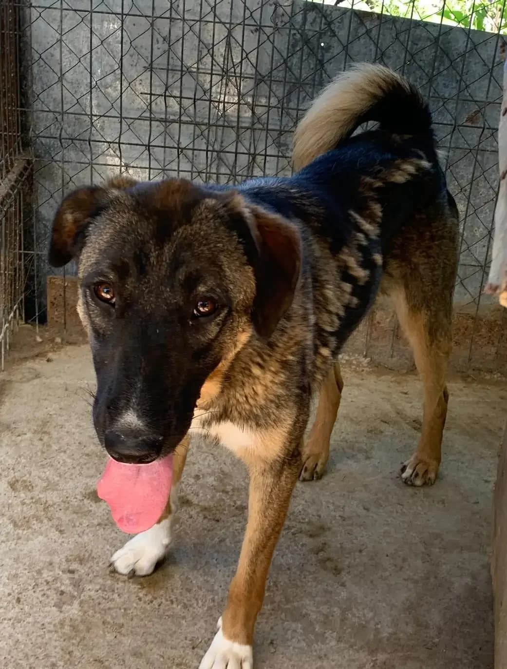 Hazel *ca. 02/2025,  young Mixed Breed for adoption at Strays United e.V.