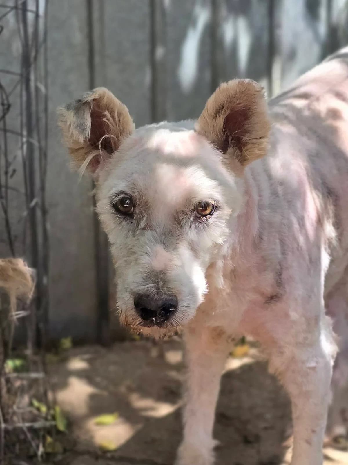 Fluffy *ca. 2013,  senior Mixed Breed for adoption at Strays United e.V.