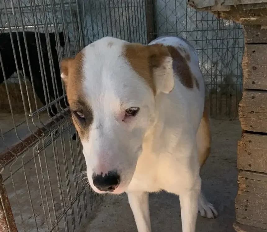 Amber *ca. 02/2025,  young Mixed Breed for adoption at Strays United e.V.