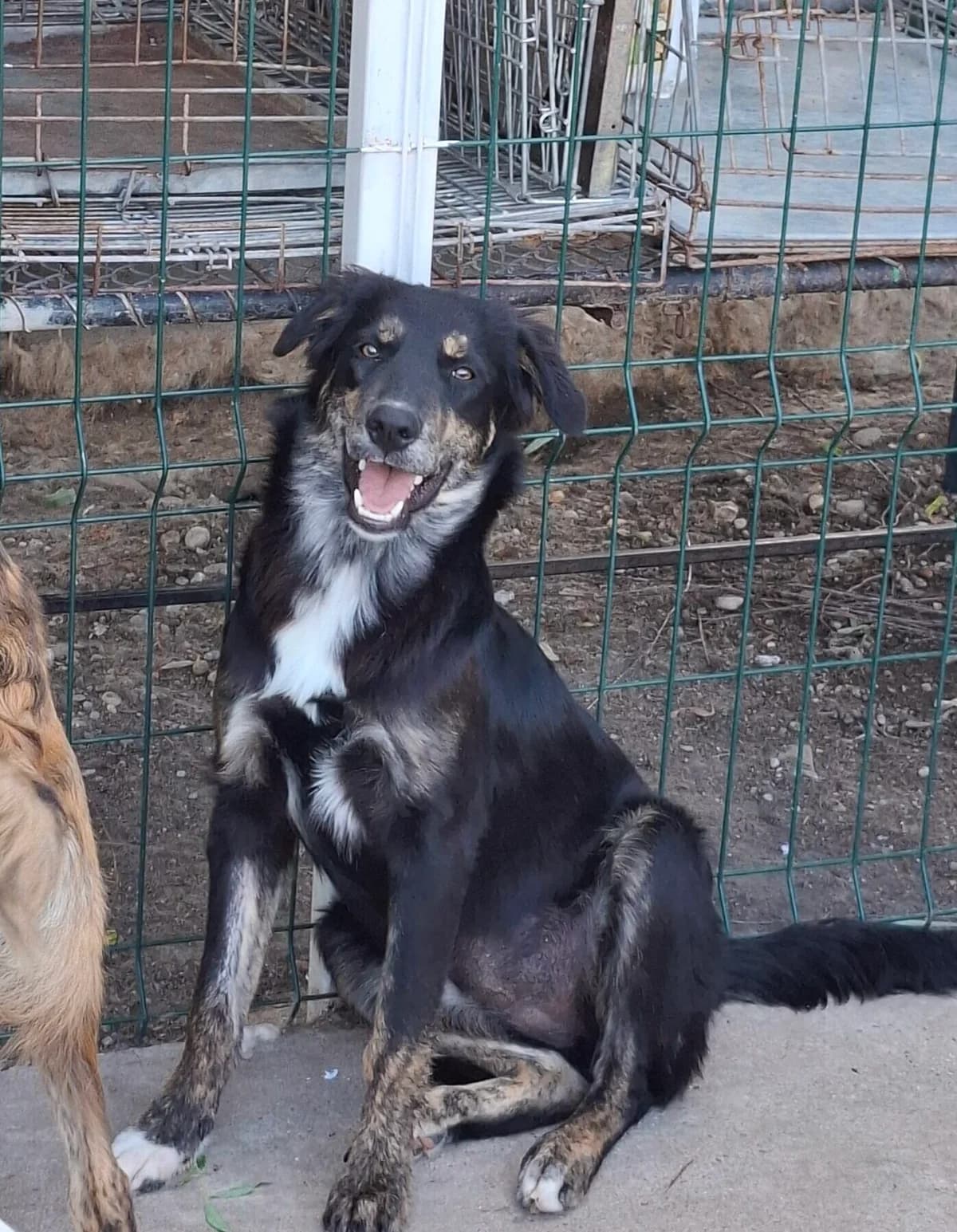 Ina *ca. 03/2025,  young Mixed Breed for adoption at Strays United e.V.