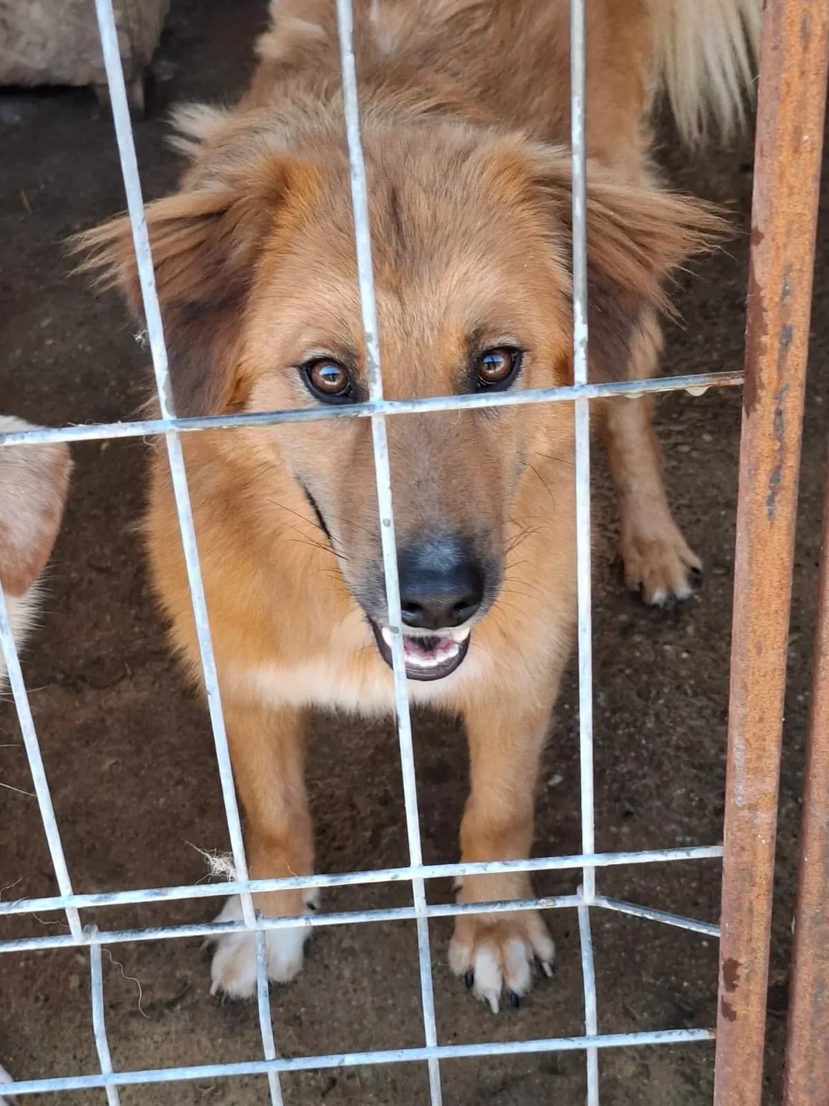 Käthe *ca. 03/2025,  young Mixed Breed for adoption at Strays United e.V.