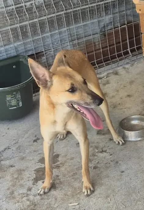 Sahara *ca. 03/2025,  young Mixed Breed for adoption at Strays United e.V.