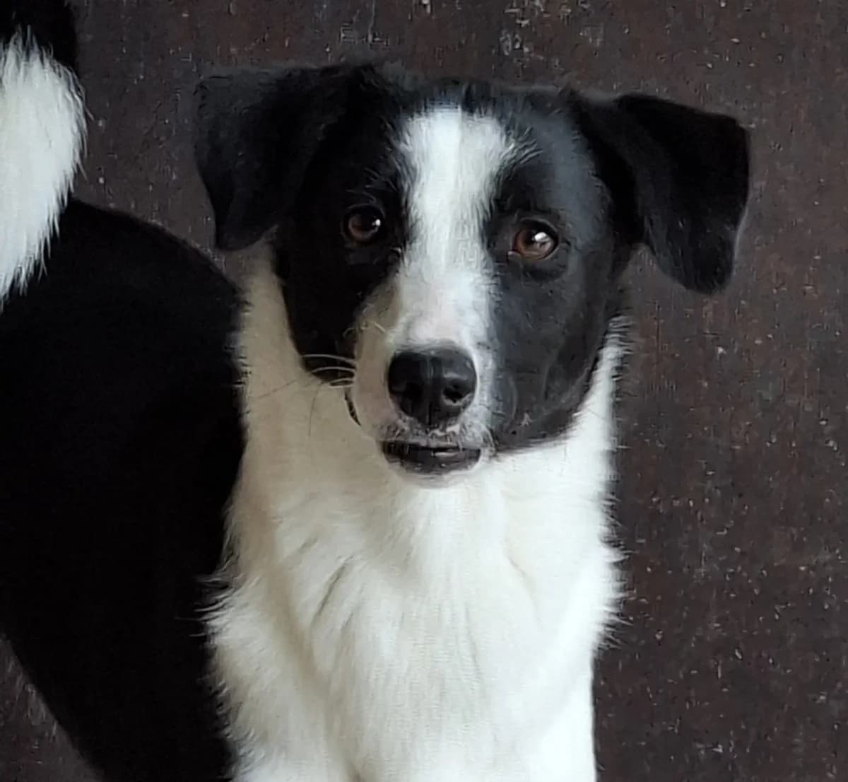 Aria *ca. 3/2025,  young Mixed Breed for adoption at Strays United e.V.