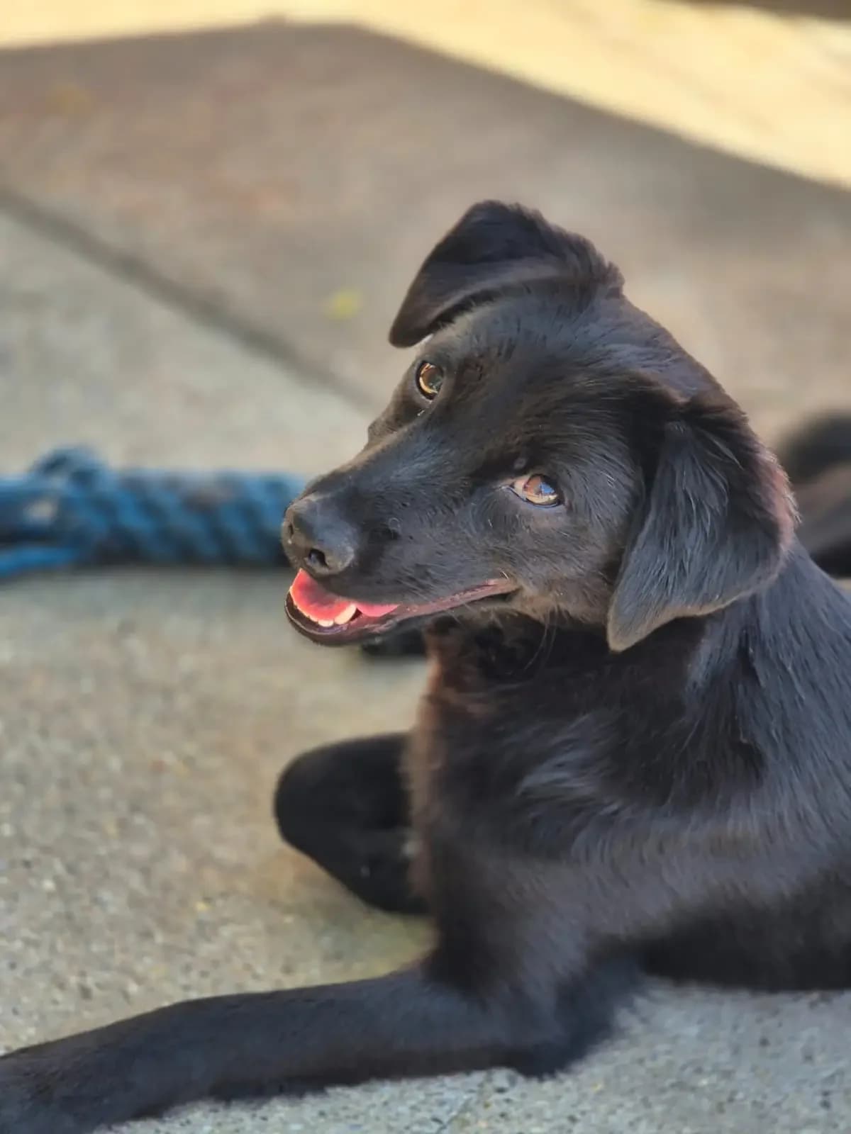 Rosalie *ca. 03/2025,  young Mixed Breed for adoption at Strays United e.V.