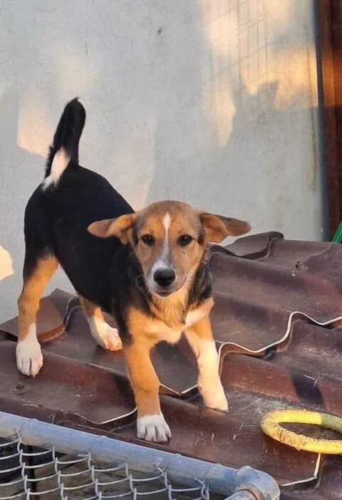 Lottchen *ca. 03/2025,  young Mixed Breed for adoption at Strays United e.V.