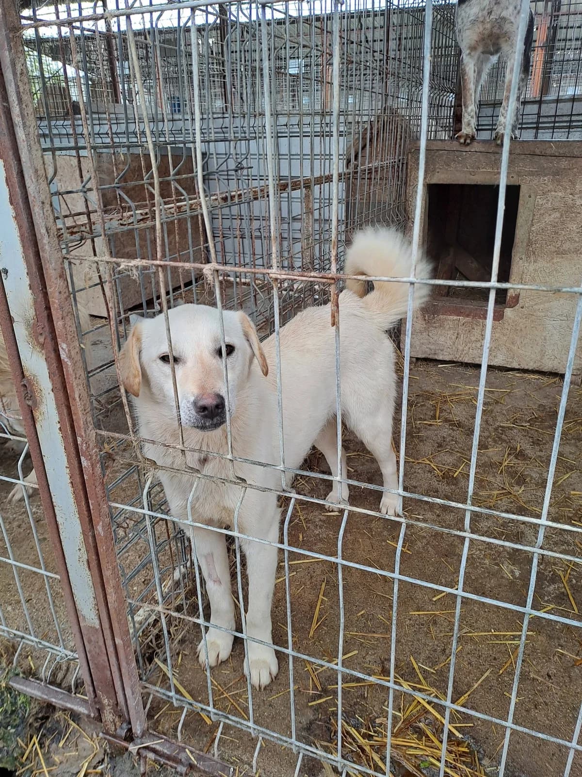 Nadin *ca. 03/2025,  young Mixed Breed for adoption at Strays United e.V.