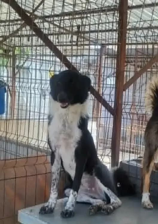 Ruby *ca. 03/2025,  young Mixed Breed for adoption at Strays United e.V.