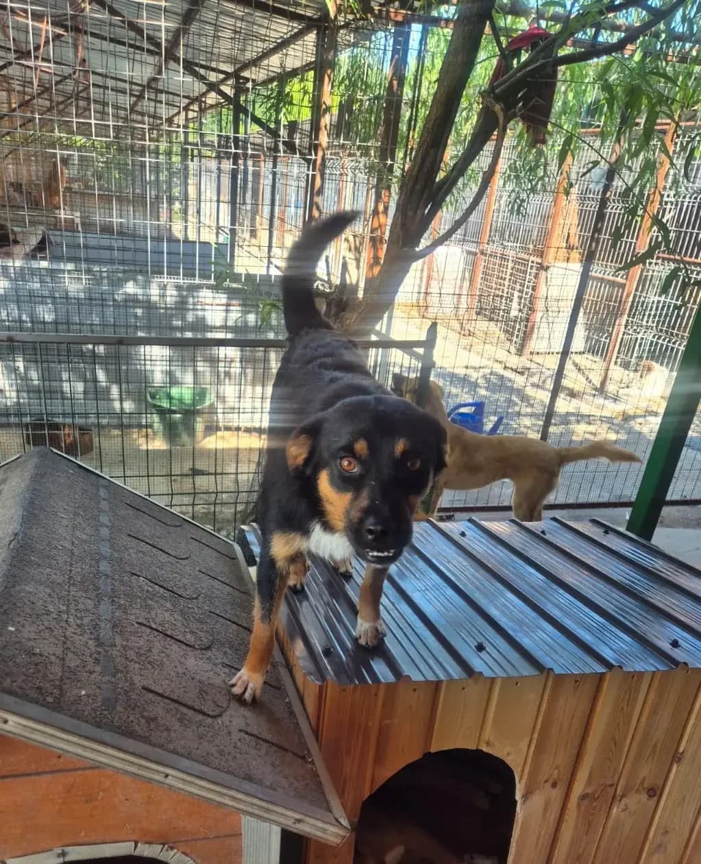 Murphy 1 *ca. 05/2025, young Mixed Breed for adoption at Strays United e.V.