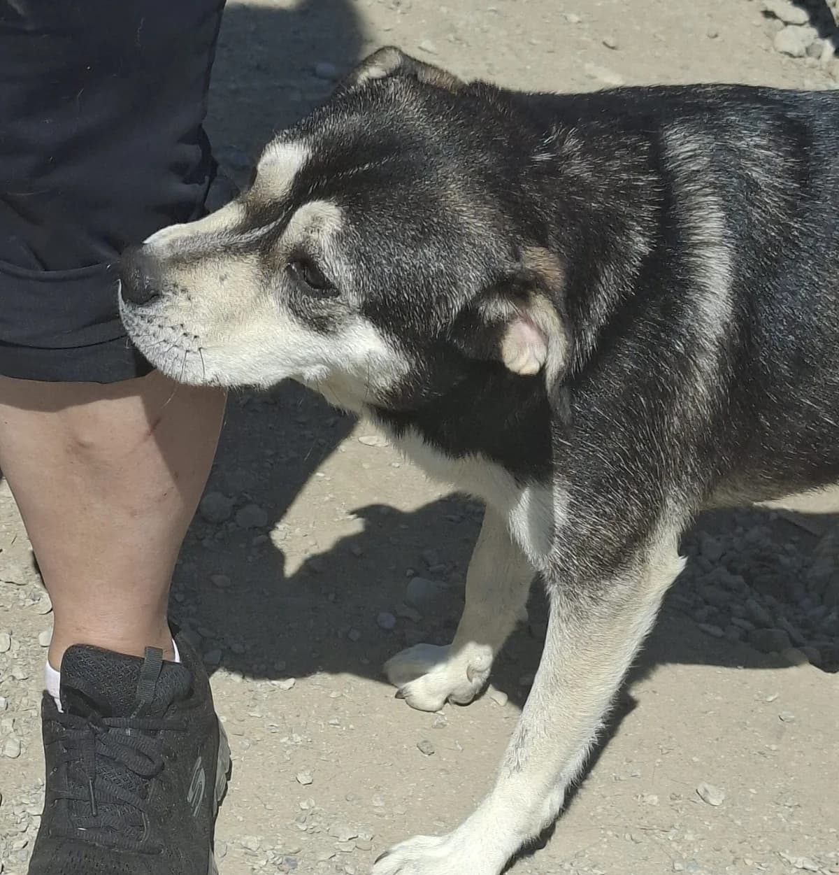 Hanni *ca. 05/2025,  young Mixed Breed for adoption at Strays United e.V.