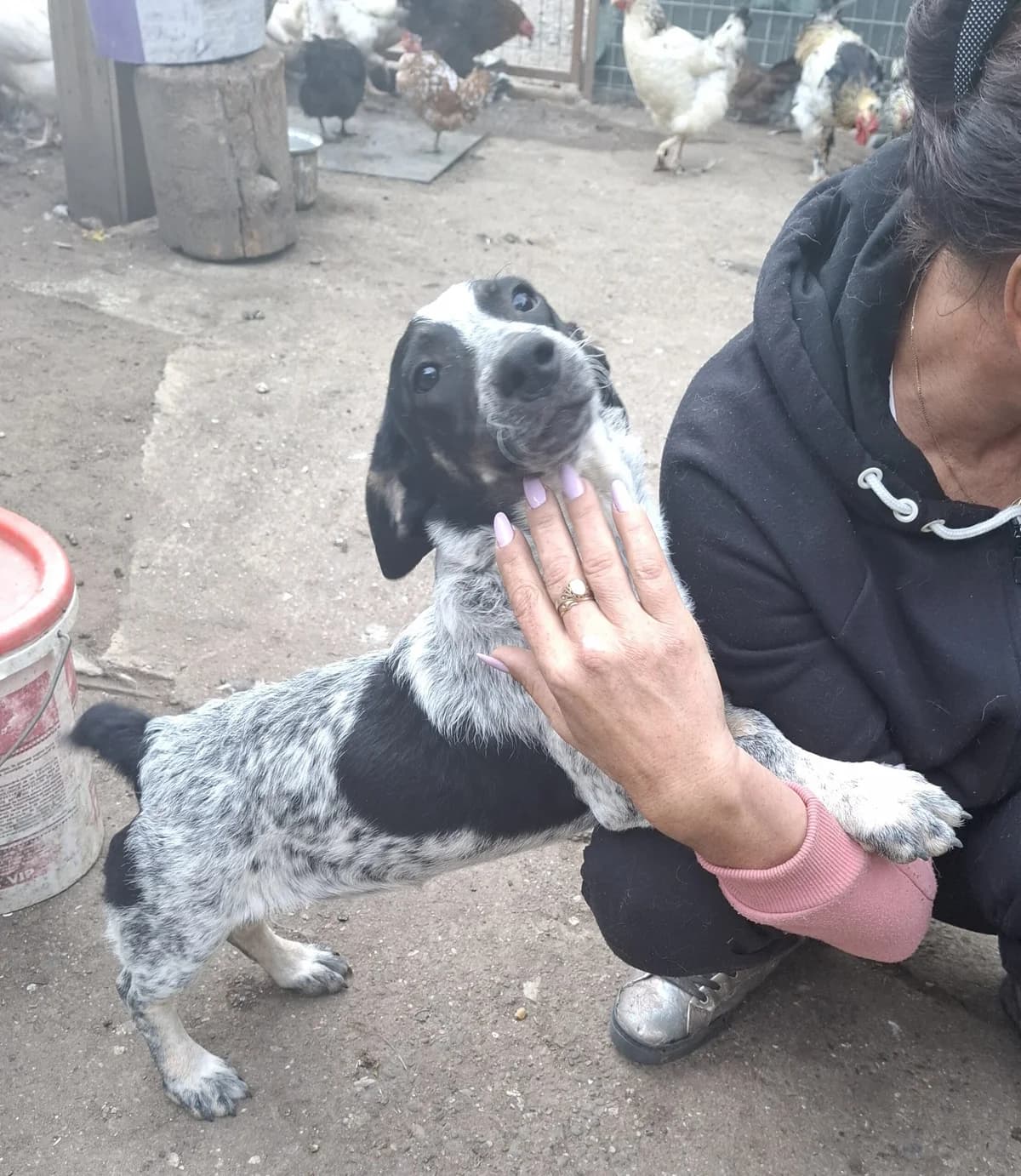 Nanni *ca. 05/2025,  young Mixed Breed for adoption at Strays United e.V.