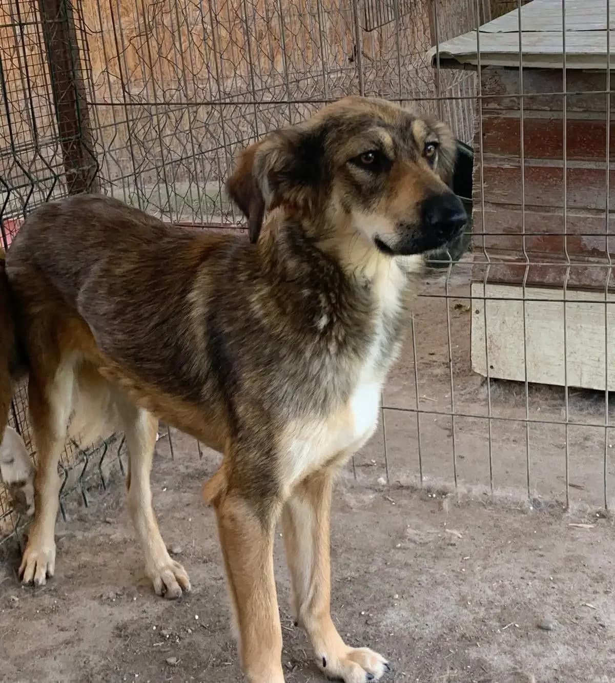 Aira *ca. 04/2025,  young Mixed Breed for adoption at Strays United e.V.