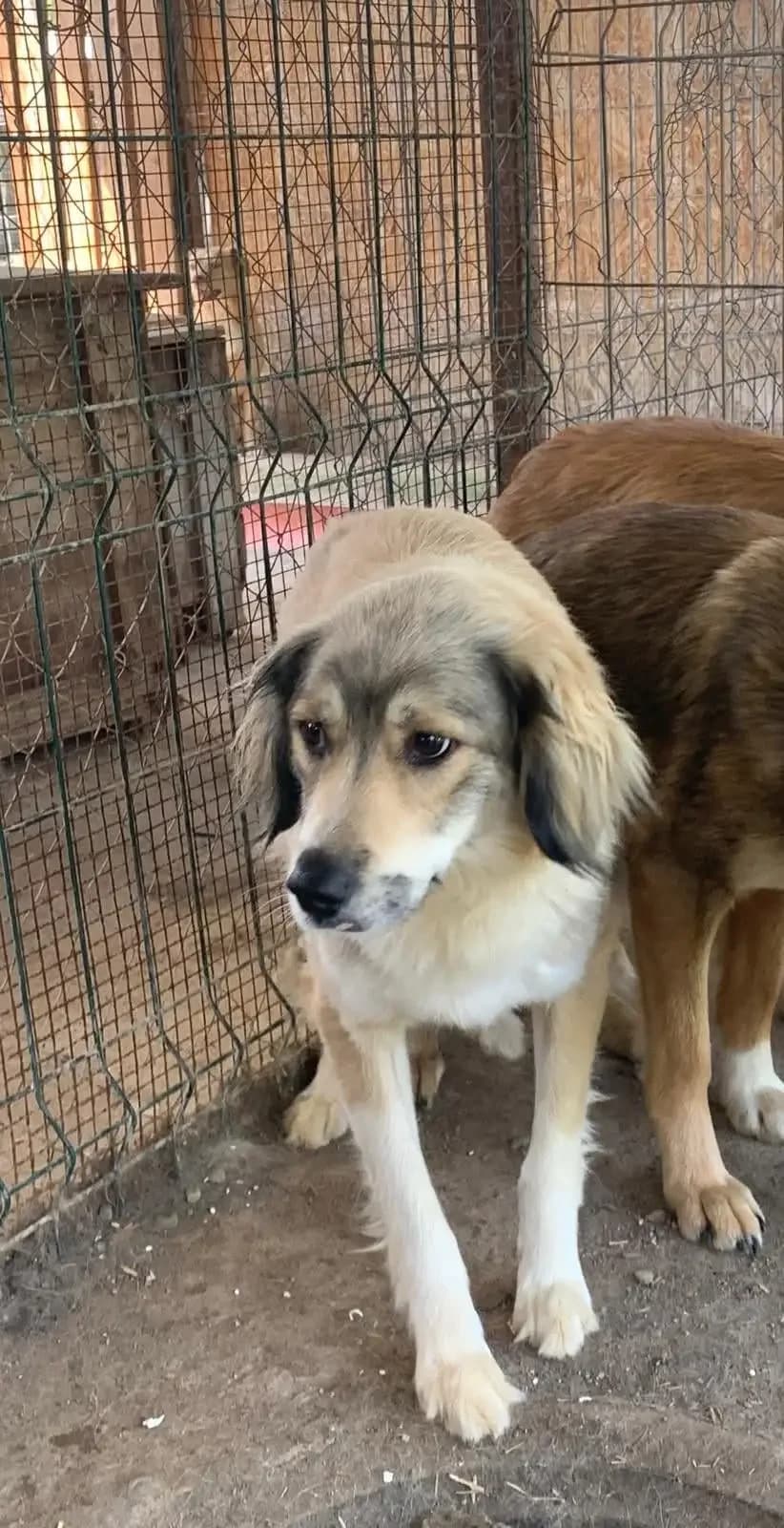 Estelle *ca. 04/2025,  young Mixed Breed for adoption at Strays United e.V.