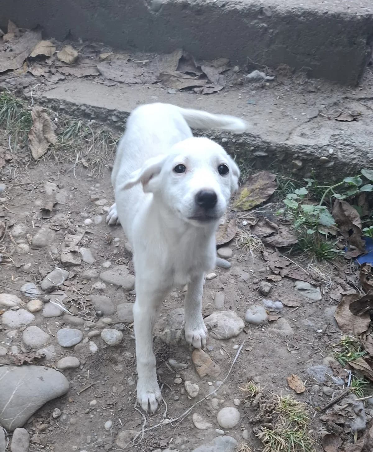 Clara *ca. 06/2025, young Mixed Breed for adoption at Strays United e.V.