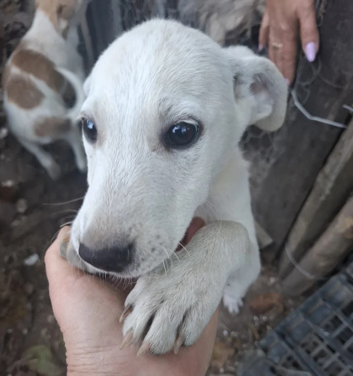 Fine *ca. 06/2025,  young Mixed Breed for adoption at Strays United e.V.