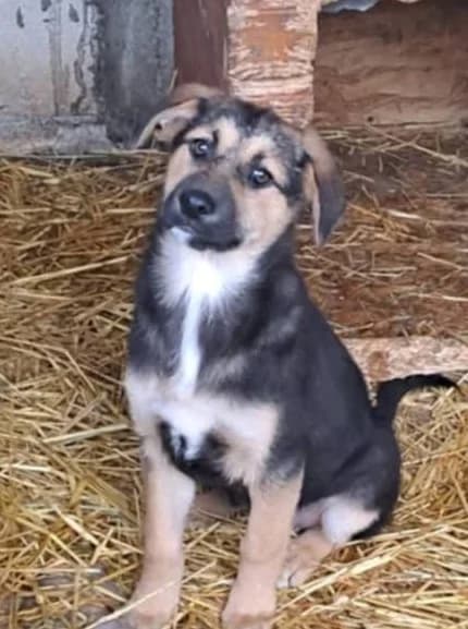 Walli *ca. 7/2025, young Mixed Breed for adoption at Strays United e.V.