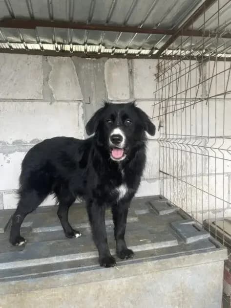 Francis *ca. 07/2025,  young Mixed Breed for adoption at Strays United e.V.