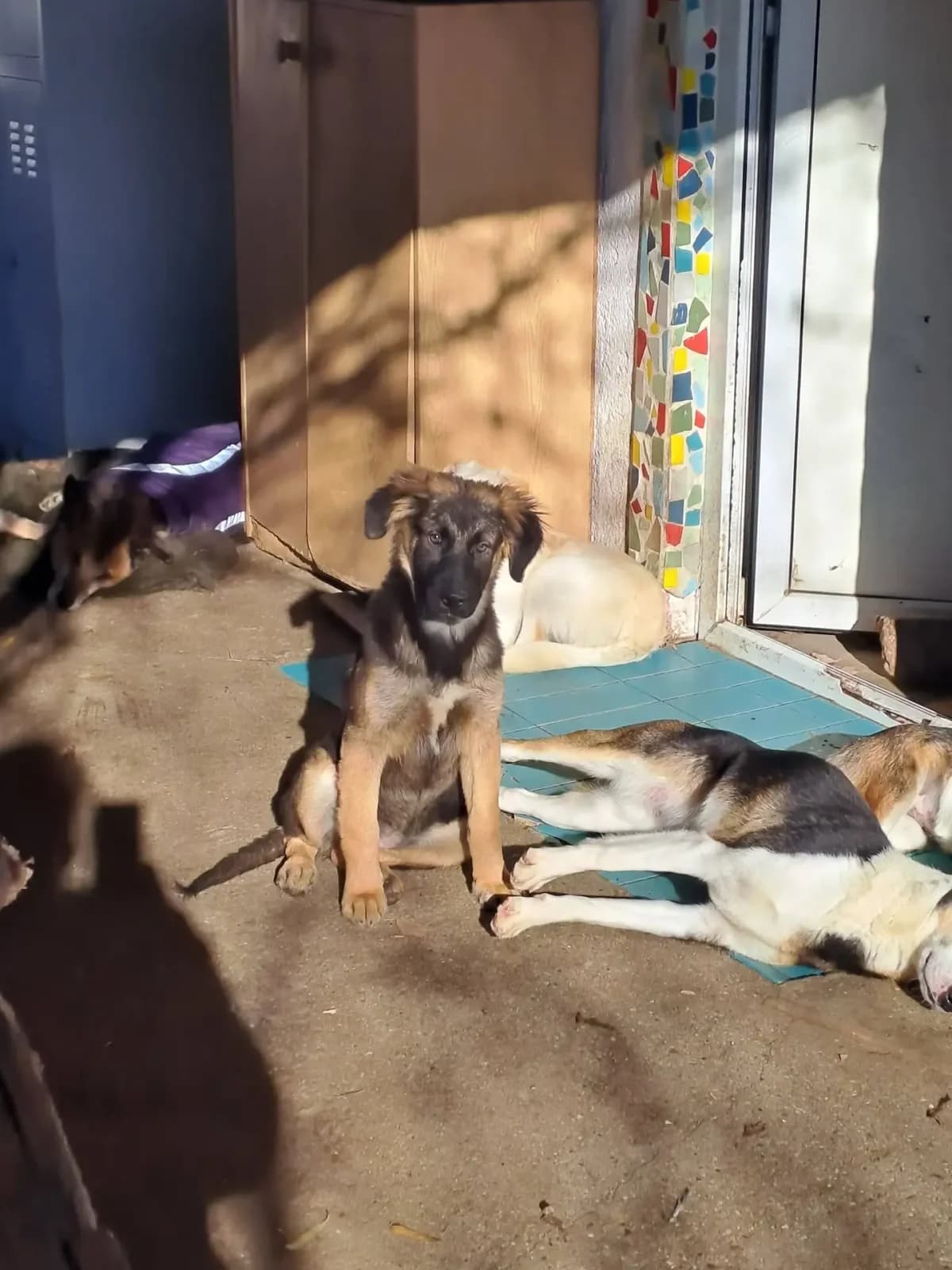 Sandy 1 *ca. 07/2025,  young Mixed Breed for adoption at Strays United e.V.