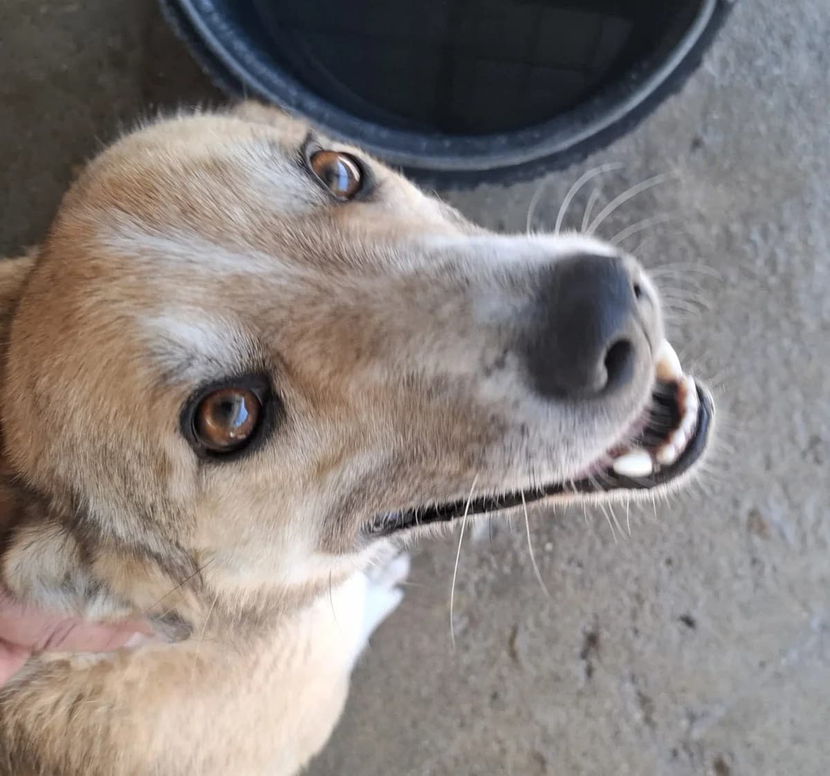 Rocket *2021,  5yo Mixed Breed for adoption at Strays United e.V.