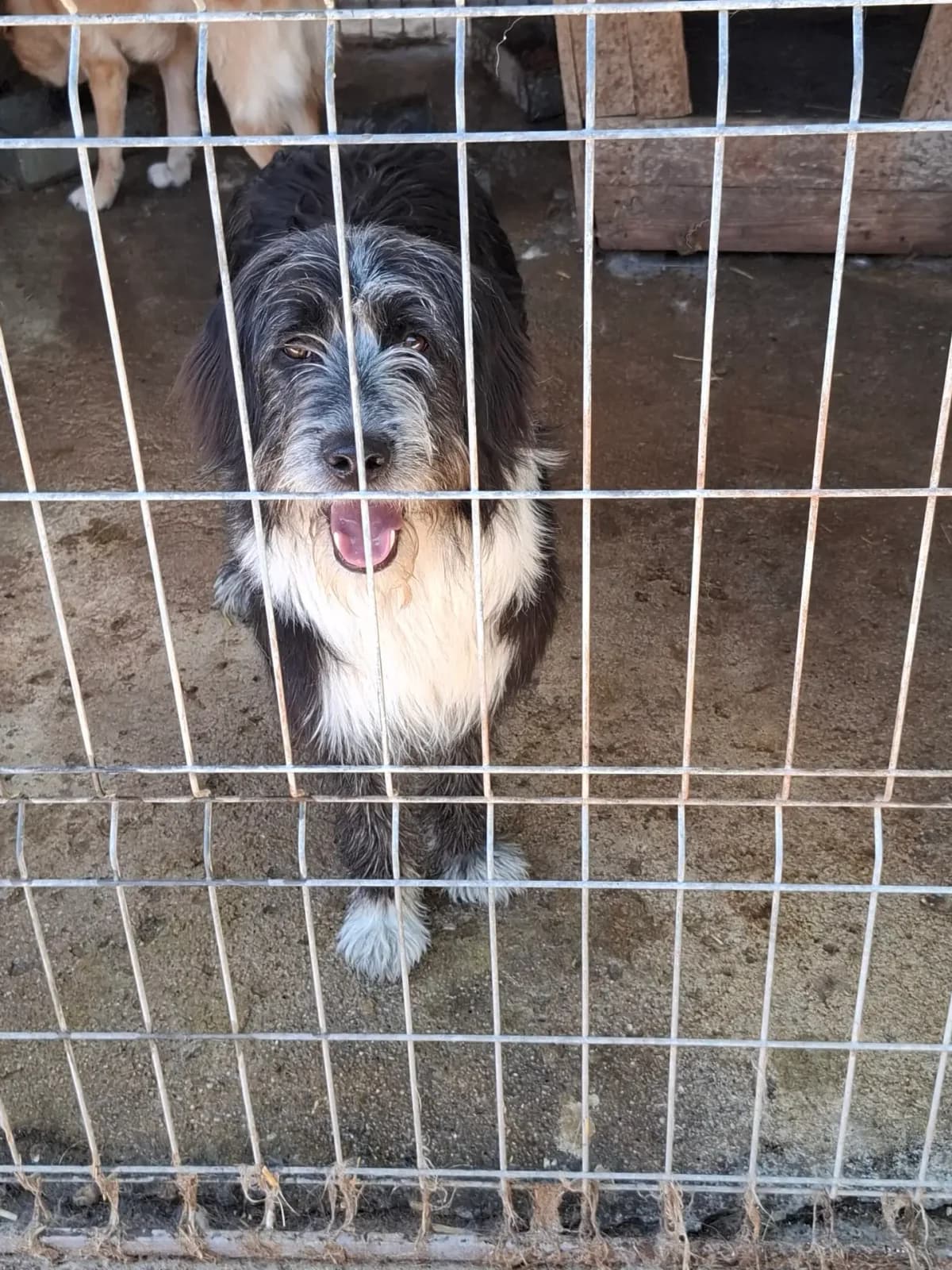 Axel *ca. 8/25, young Mixed Breed for adoption at Strays United e.V.