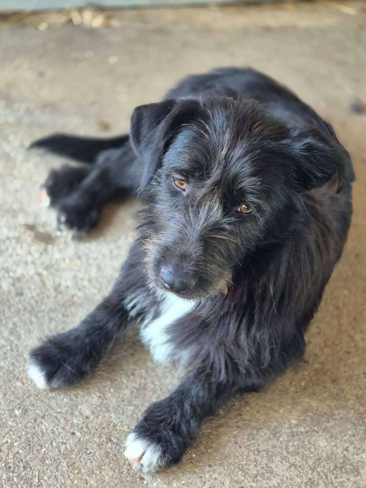 Merlin 1*ca. 8/25, young Mixed Breed for adoption at Strays United e.V.
