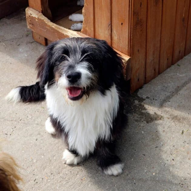 Nils-Oliver *ca. 8/25, young Mixed Breed for adoption at Strays United e.V.