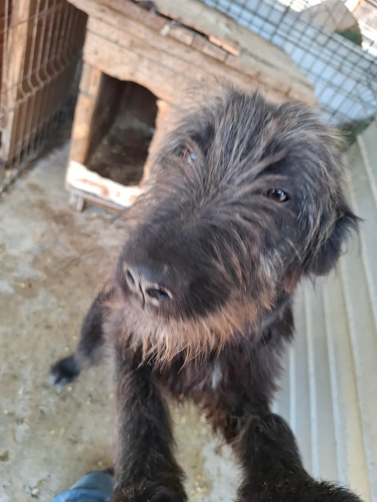 Zottel *ca. 11/2025,  young Mixed Breed for adoption at Strays United e.V.